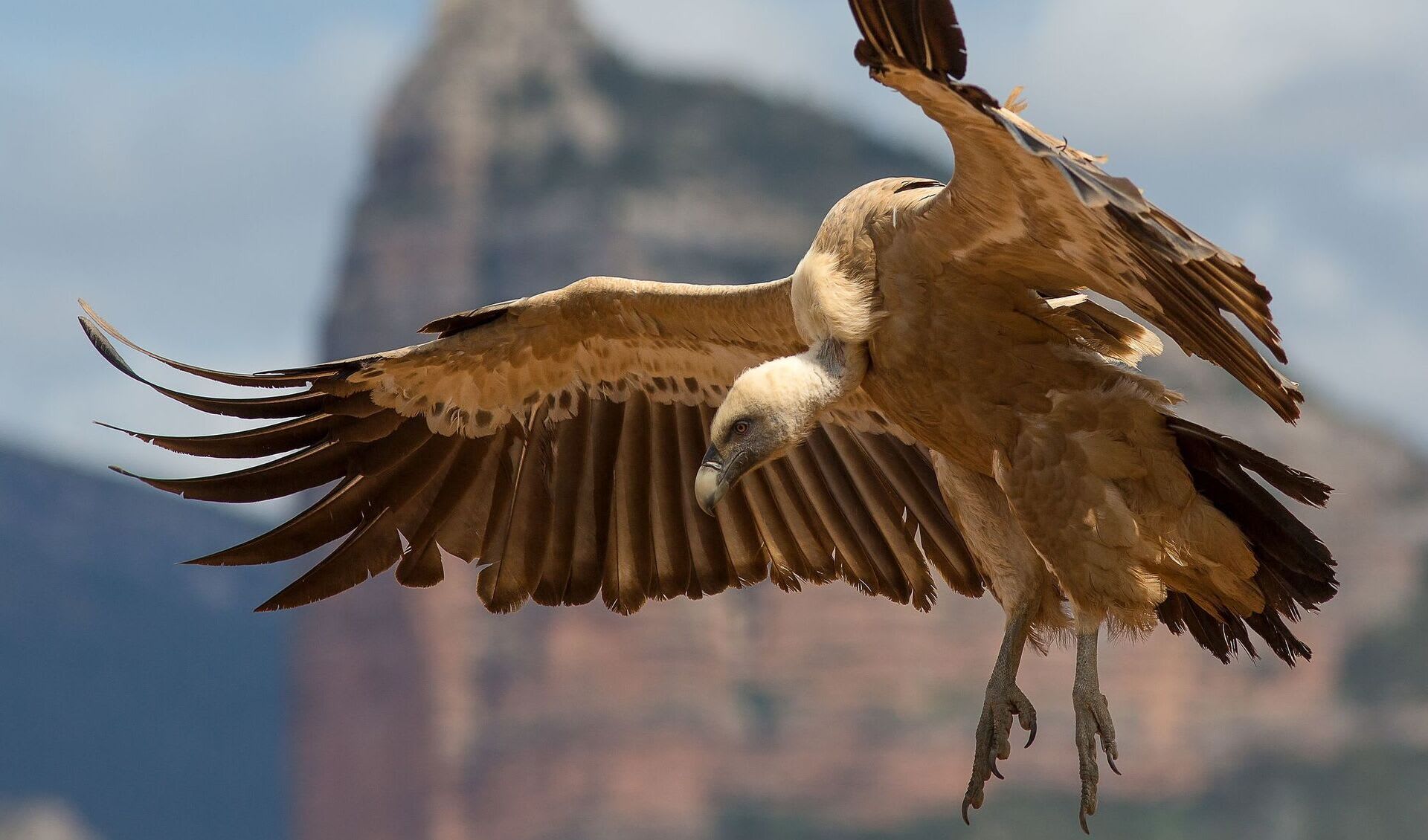 Eurasian Griffon Facts Distribution Population BioDB eurasian-griffon-facts-distribution-population-biodb